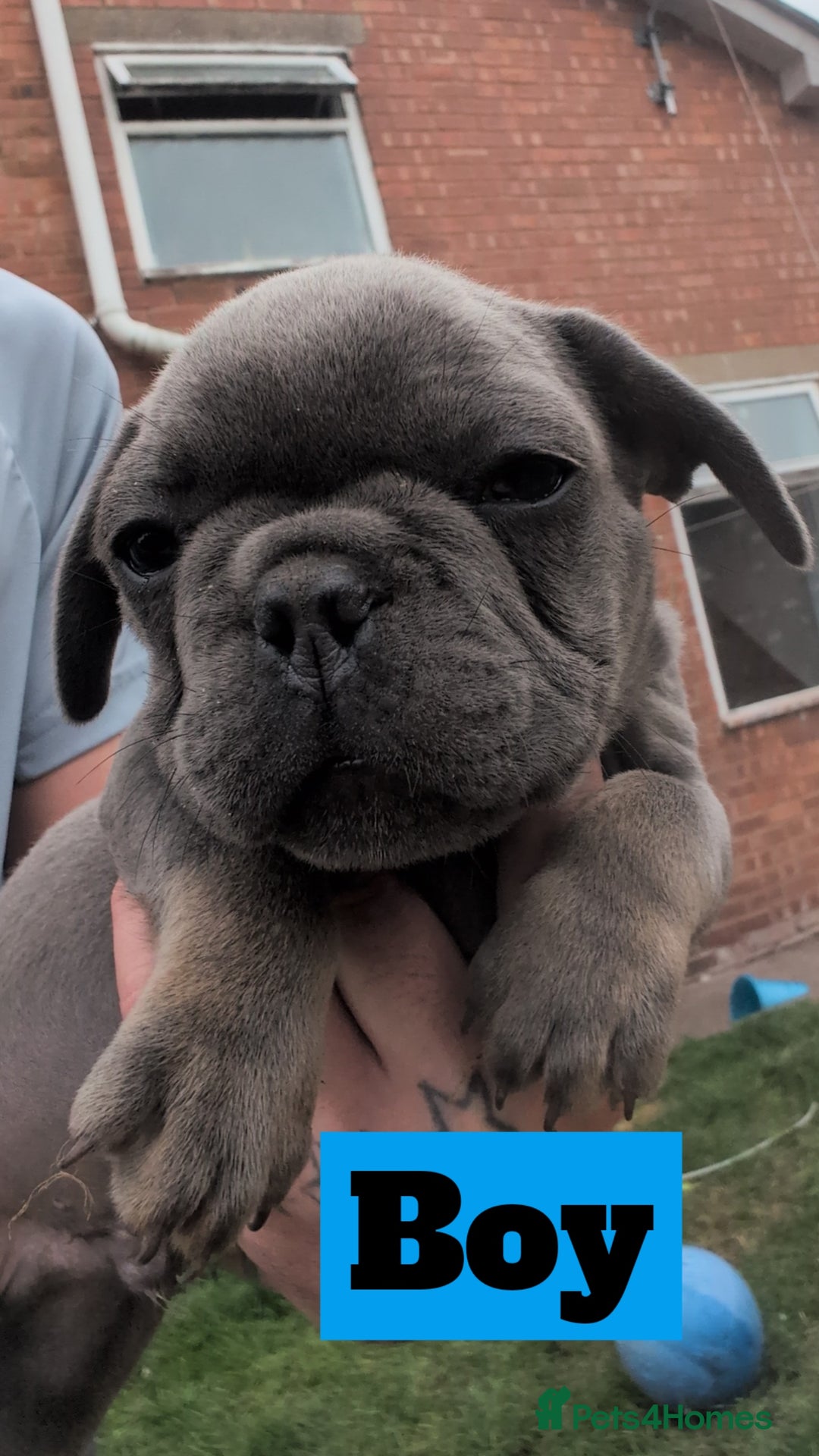 French Bulldog dogs for sale: French bulldog puppies!!! - Image 7