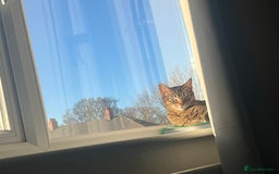 Mixed Breed cats for sale: Tabby cat  - Image 2