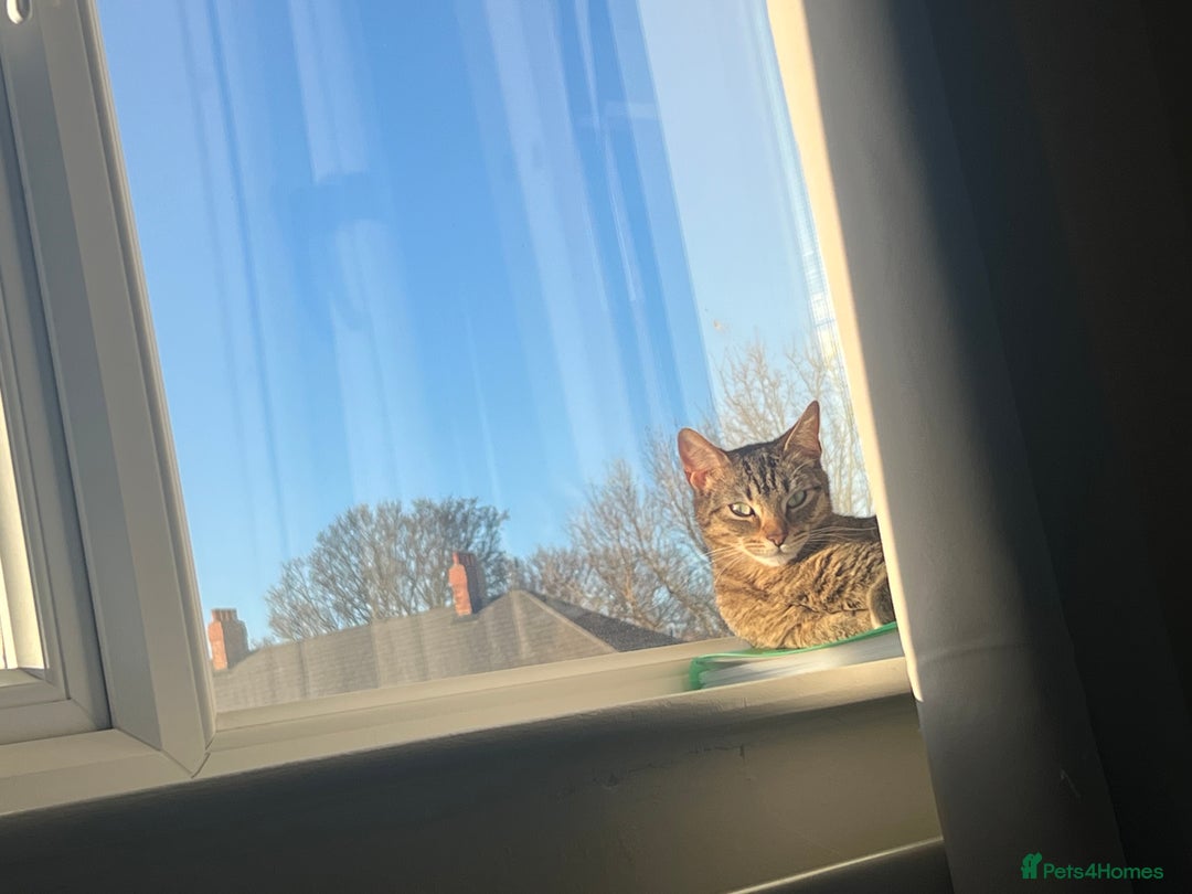 Mixed Breed cats for sale: Tabby cat  - Image 2