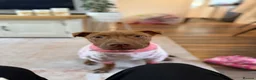 Mixed Breed dogs for sale: Lumi  - Advert 8