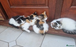 Mixed Breed cats for sale: Cute kittens  - Image 10
