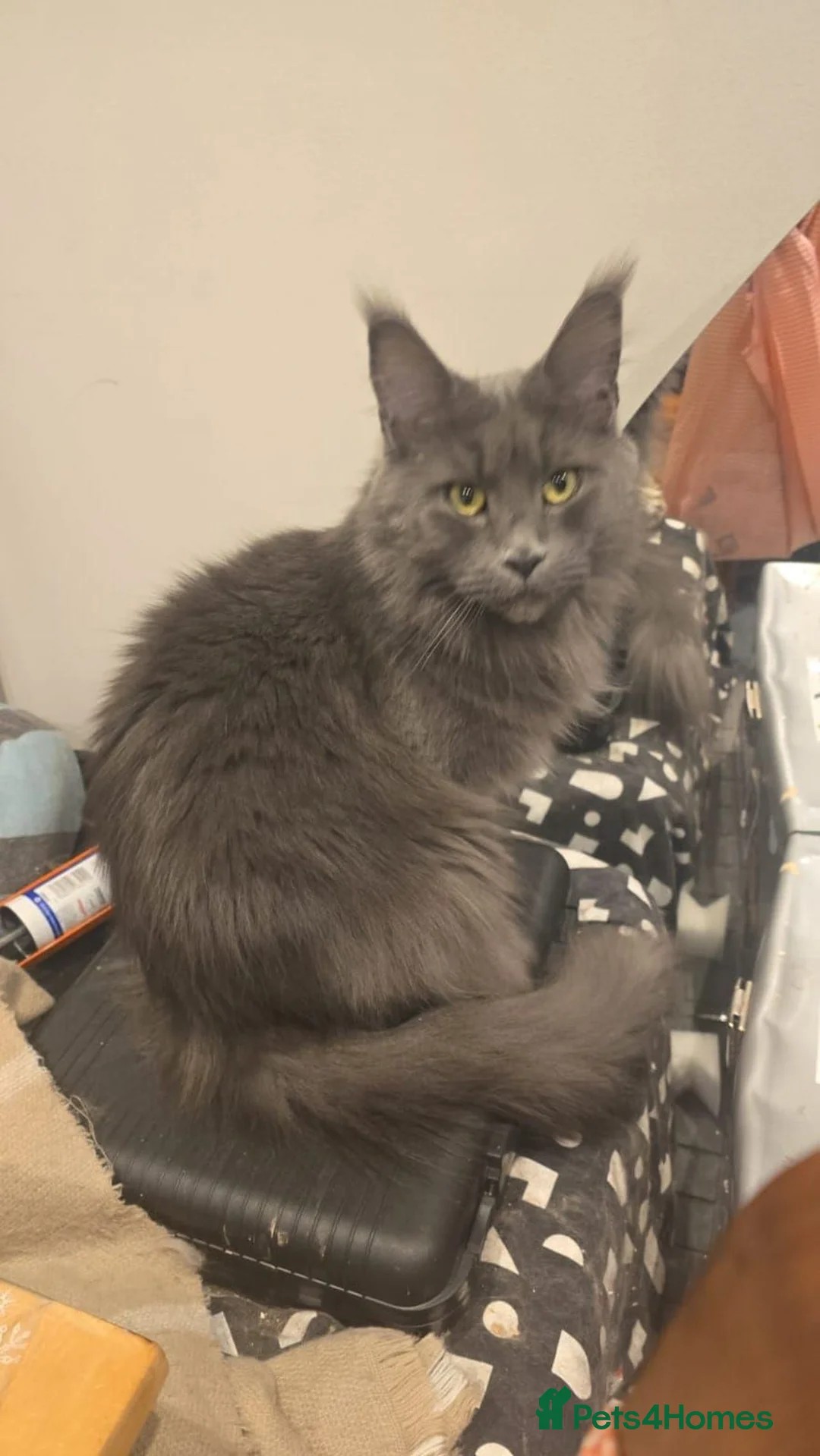 Maine Coon cats for sale: FEMALE MAINECOON - Advert 1