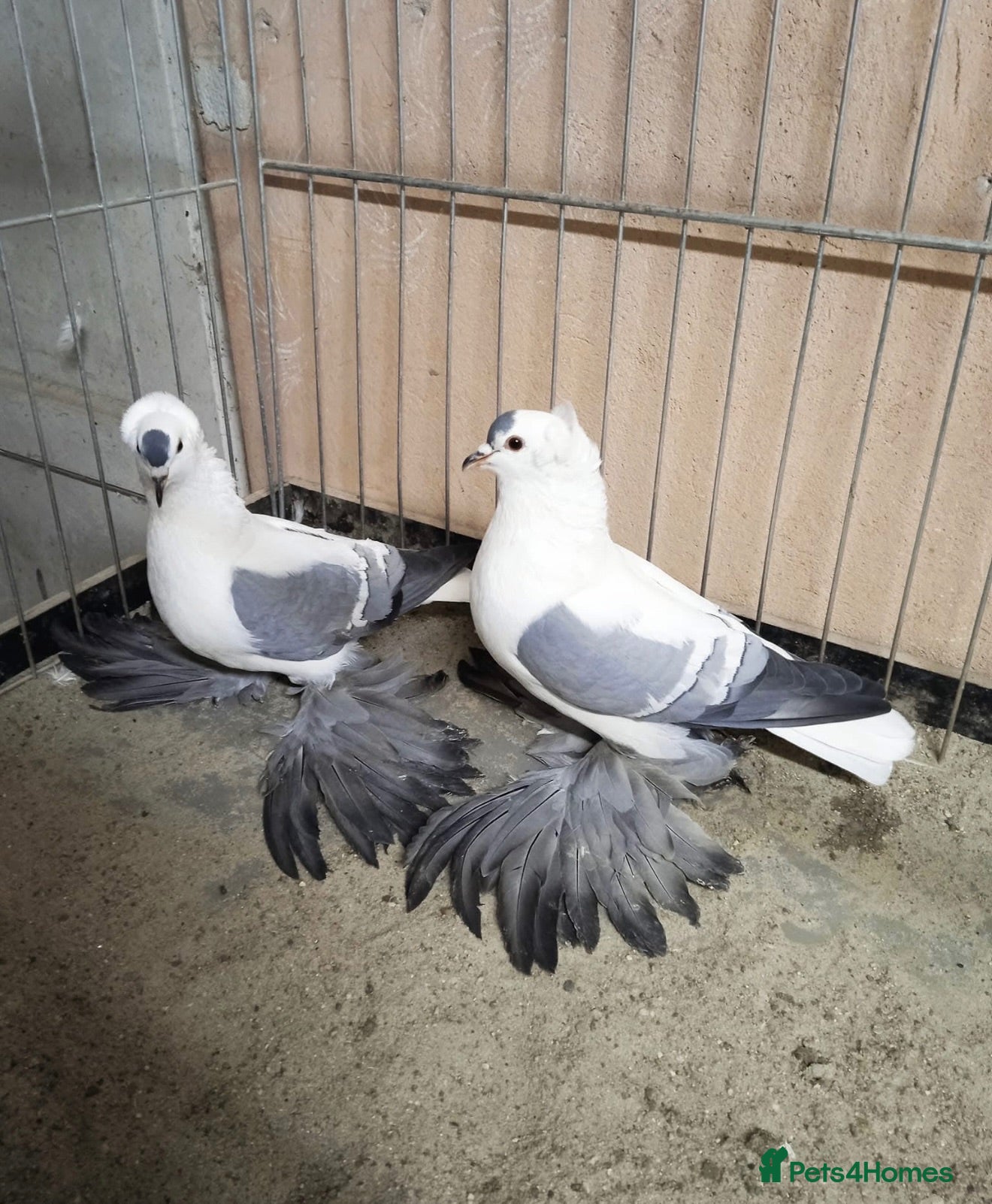 Pigeons birds Beautiful Vaccinated Breeding Pigeons ready to go - Advert 1