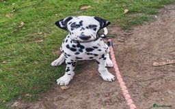 Dalmatian dogs for sale: Dalelladoo Dalmatians - Champion bred puppies   in Ellesmere Port - Image 5