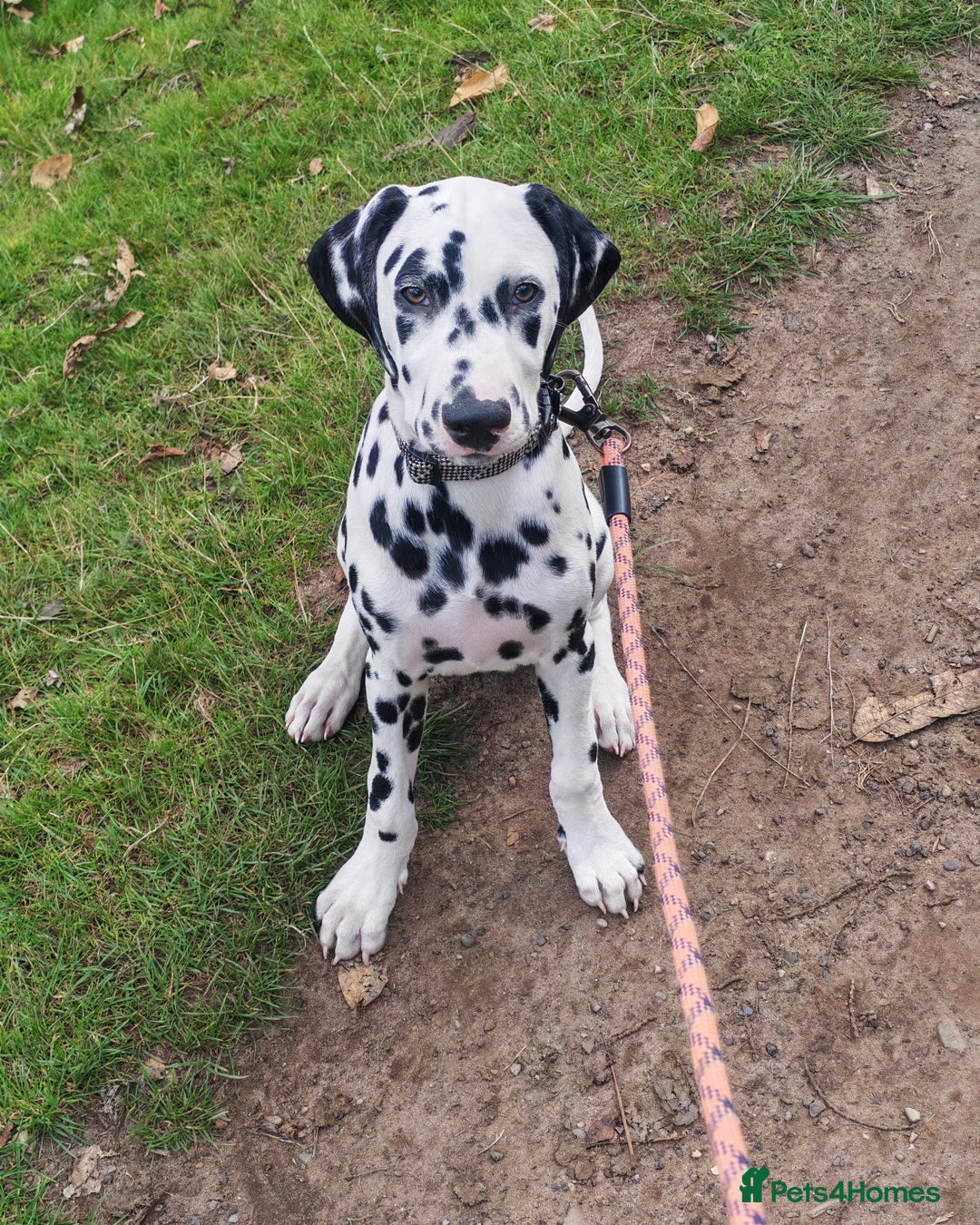 Dalmatian dogs for sale: Dalelladoo Dalmatians - Champion bred puppies   in Ellesmere Port - Image 5