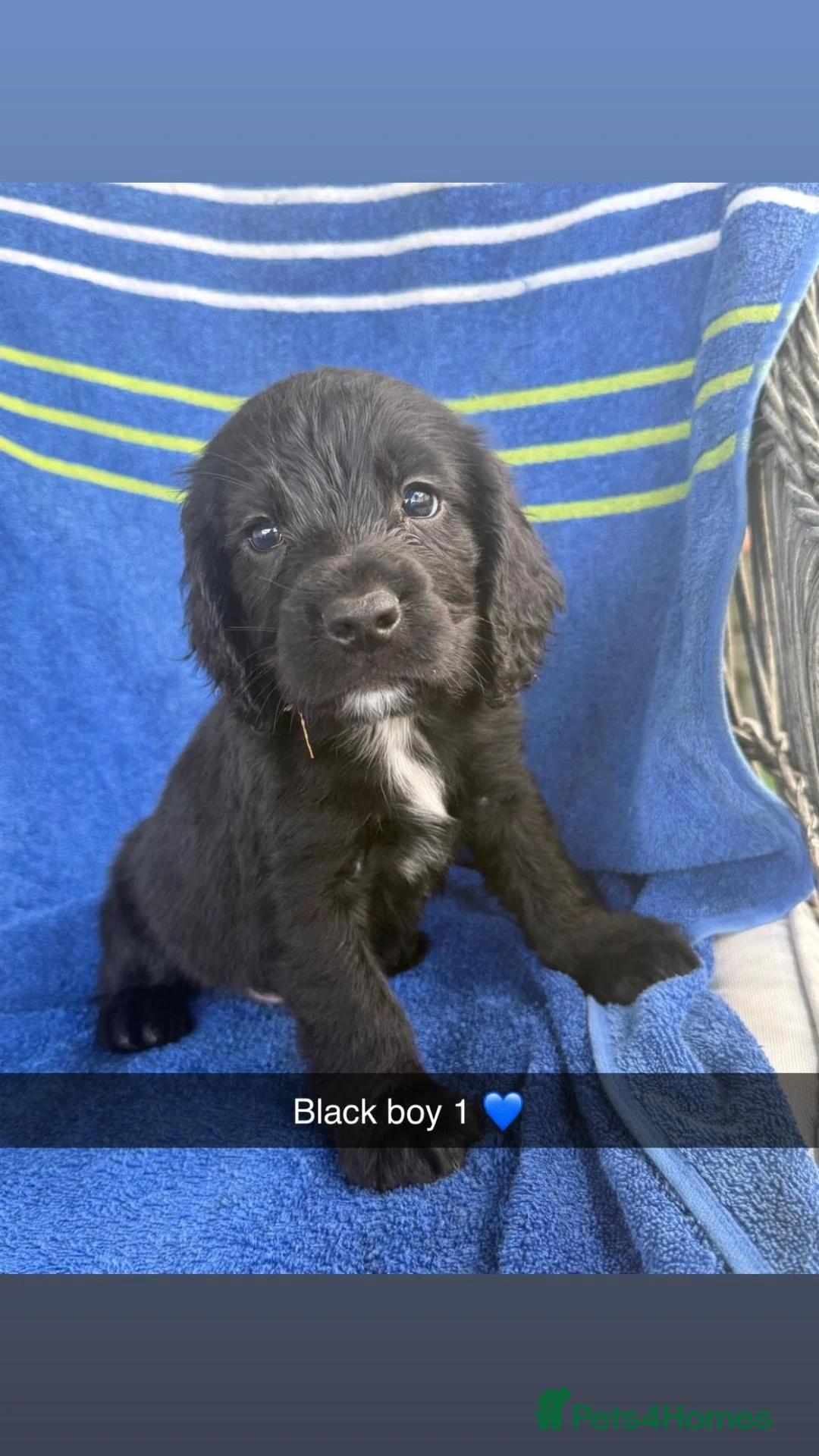 Sprocker dogs for sale: Sprocker Spaniels - Advert 16