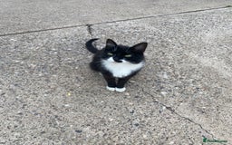 Mixed Breed cats for sale: Beautiful kittens ready now  - Image 6