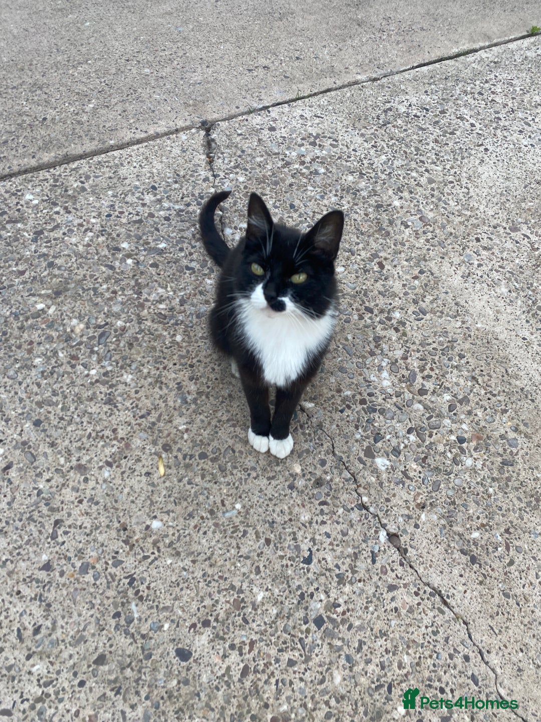 Mixed Breed cats for sale: Beautiful kittens ready now  - Image 6