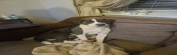 Mixed Breed dogs for sale: Whippet/ blue staffy puppies  in Chester-le-Street - Advert 4