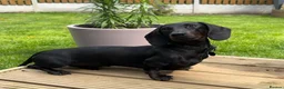 Miniature Dachshund dogs for stud: 🖤🌟𝐖𝐀𝐋𝐓𝐄𝐑🌟🖤 - Advert 10