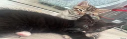 Mixed Breed cats for sale: 2 stunning kittens left - Advert 6