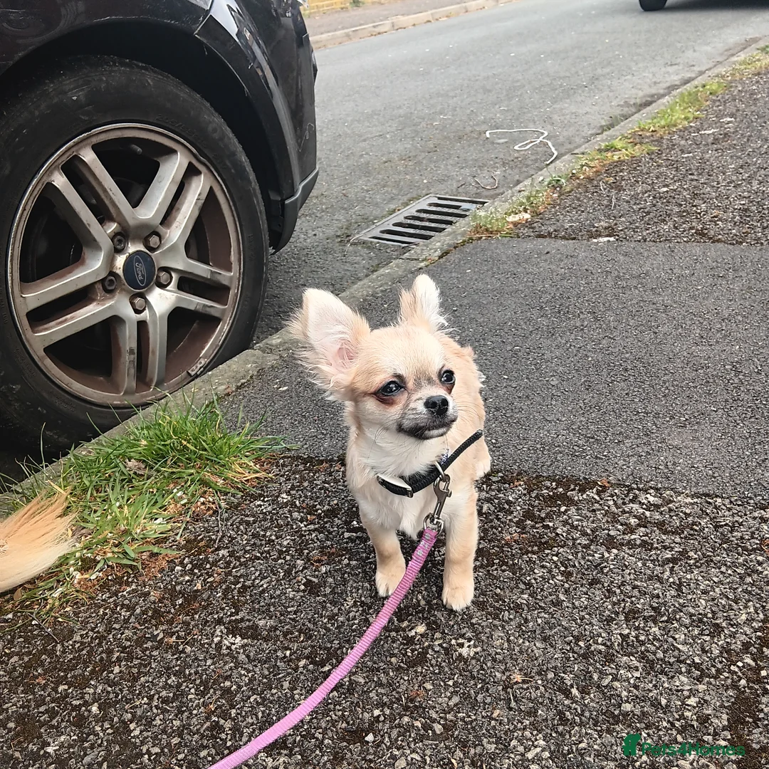 Chihuahua dogs for sale: Long coat chihuahua  in Bracknell - Advert 2