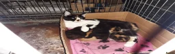 Mixed Breed cats for sale: Reduced  - Advert 10