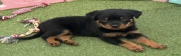 Rottweiler dogs for sale: Visionary Choice for a Loyal Rottweilers Companion in Halifax - Advert 10
