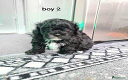 Shihpoo dogs for sale: Absolutely stunning F1 shihpoo puppies  - Image 13