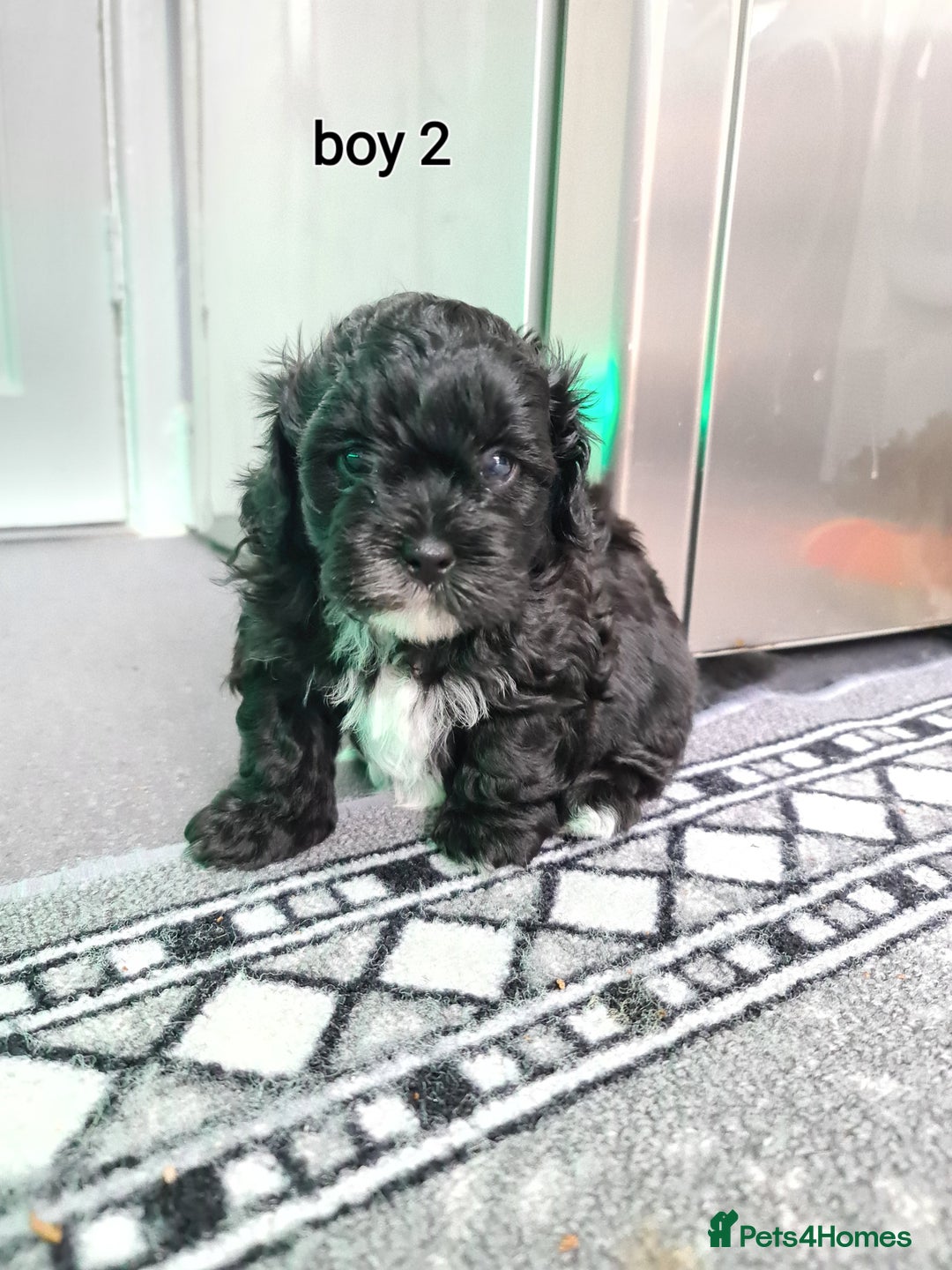 Shihpoo dogs for sale: Absolutely stunning F1 shihpoo puppies  - Image 13