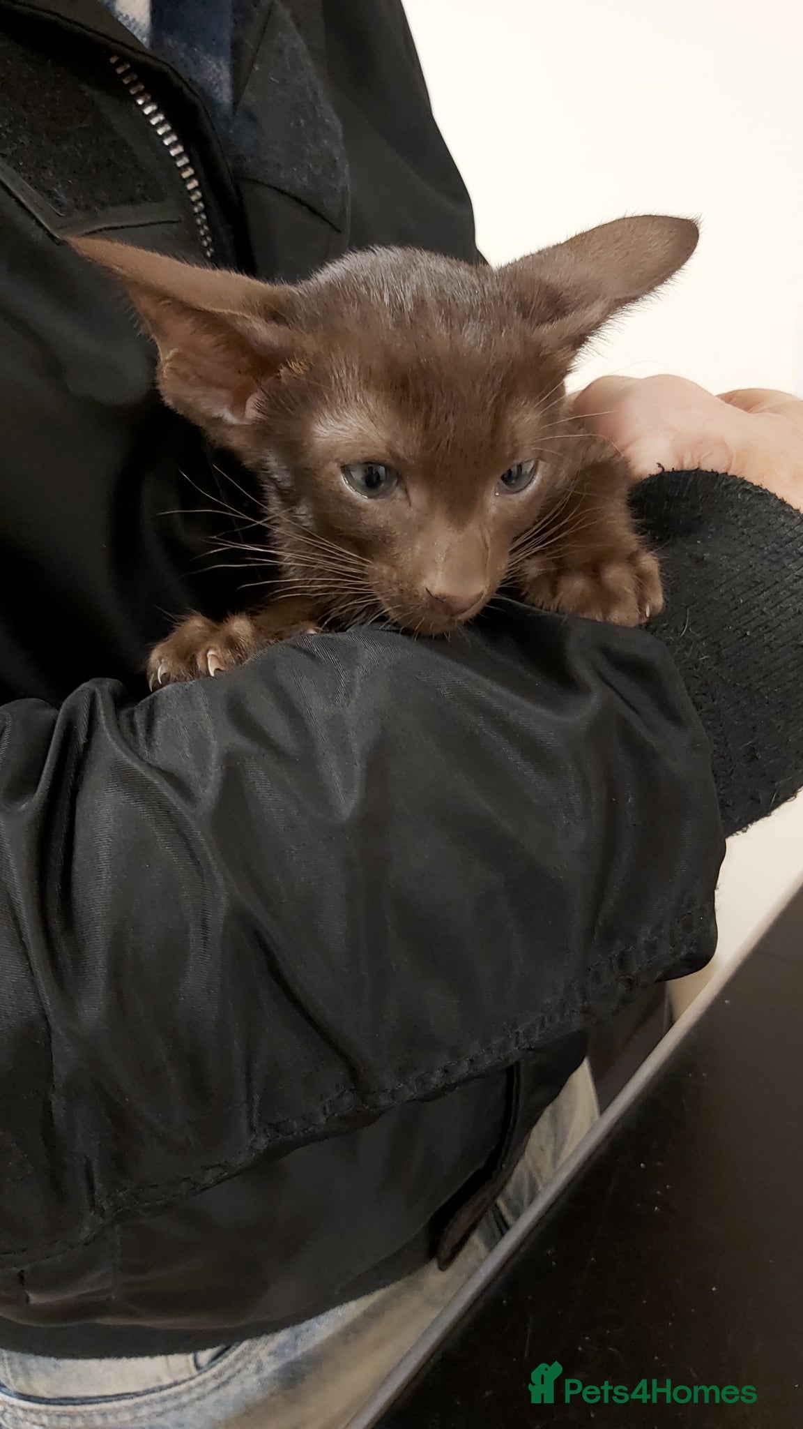 Oriental cats Full Pedigree Oriental 2 Kittens XL size ears GCCF - Advert 4