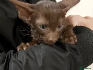 Oriental cats Full Pedigree Oriental 2 Kittens XL size ears GCCF - Advert 4