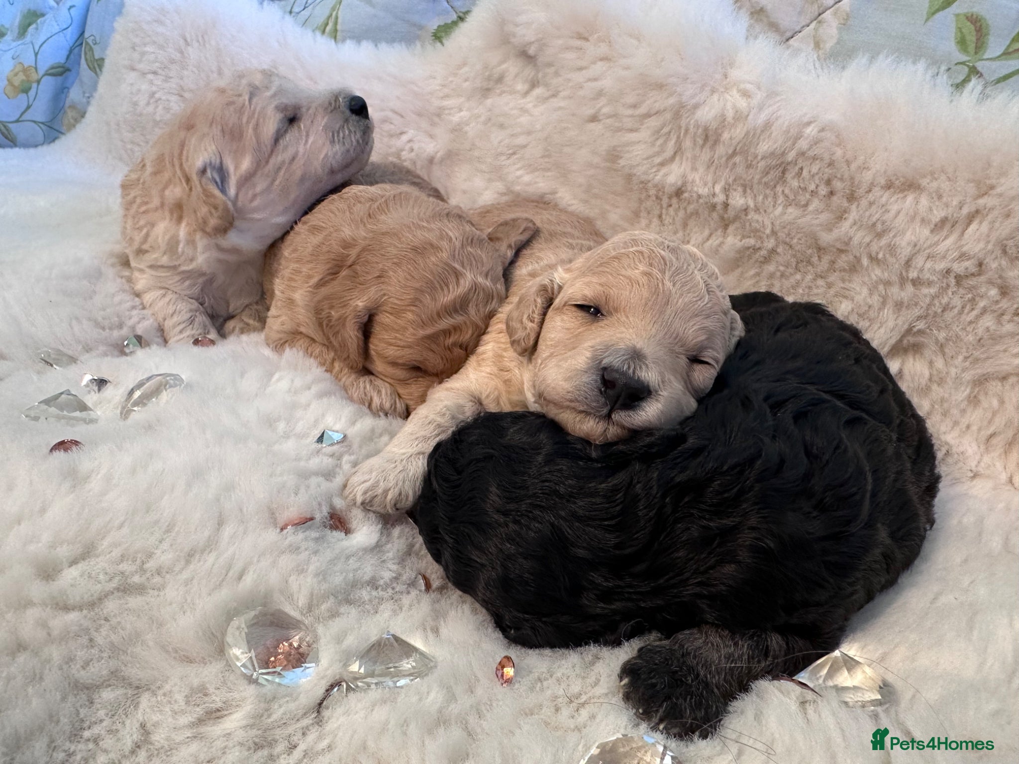 Toy Poodle dogs 🐩 extensively health tested Kc Toy poodle Puppies - Advert 10