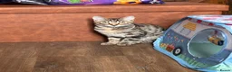 Bengal cats for sale: Beautiful Bengal Girl (please read description)  - Advert 2