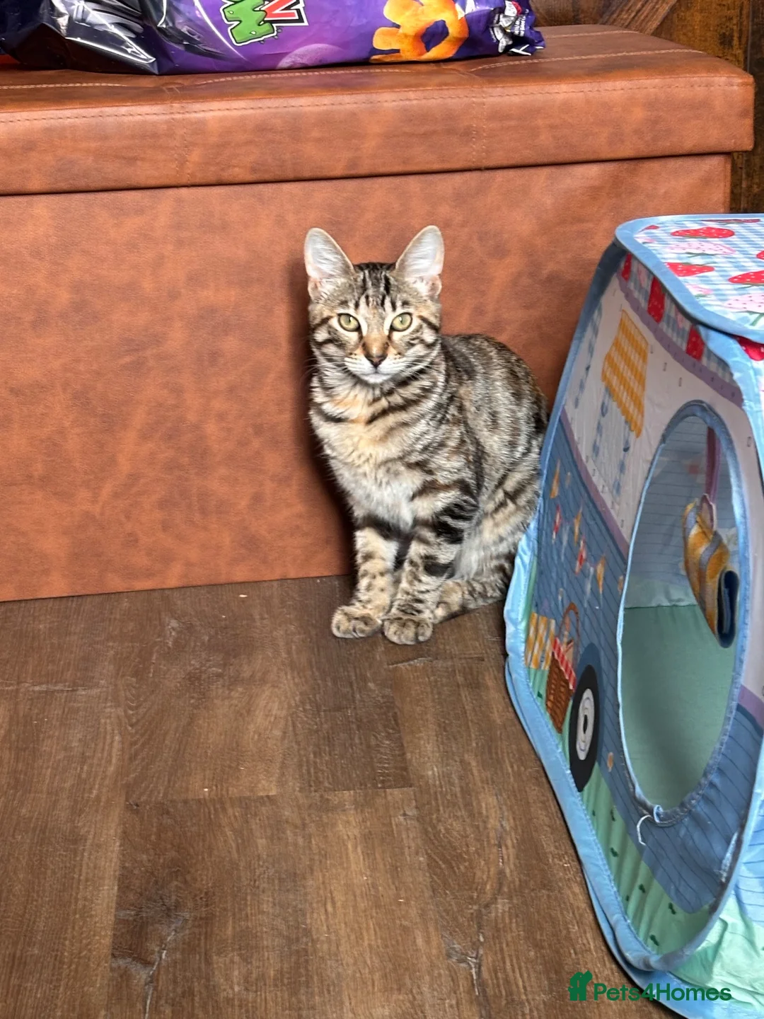 Bengal cats for sale: Beautiful Bengal Girl (please read description)  - Advert 2