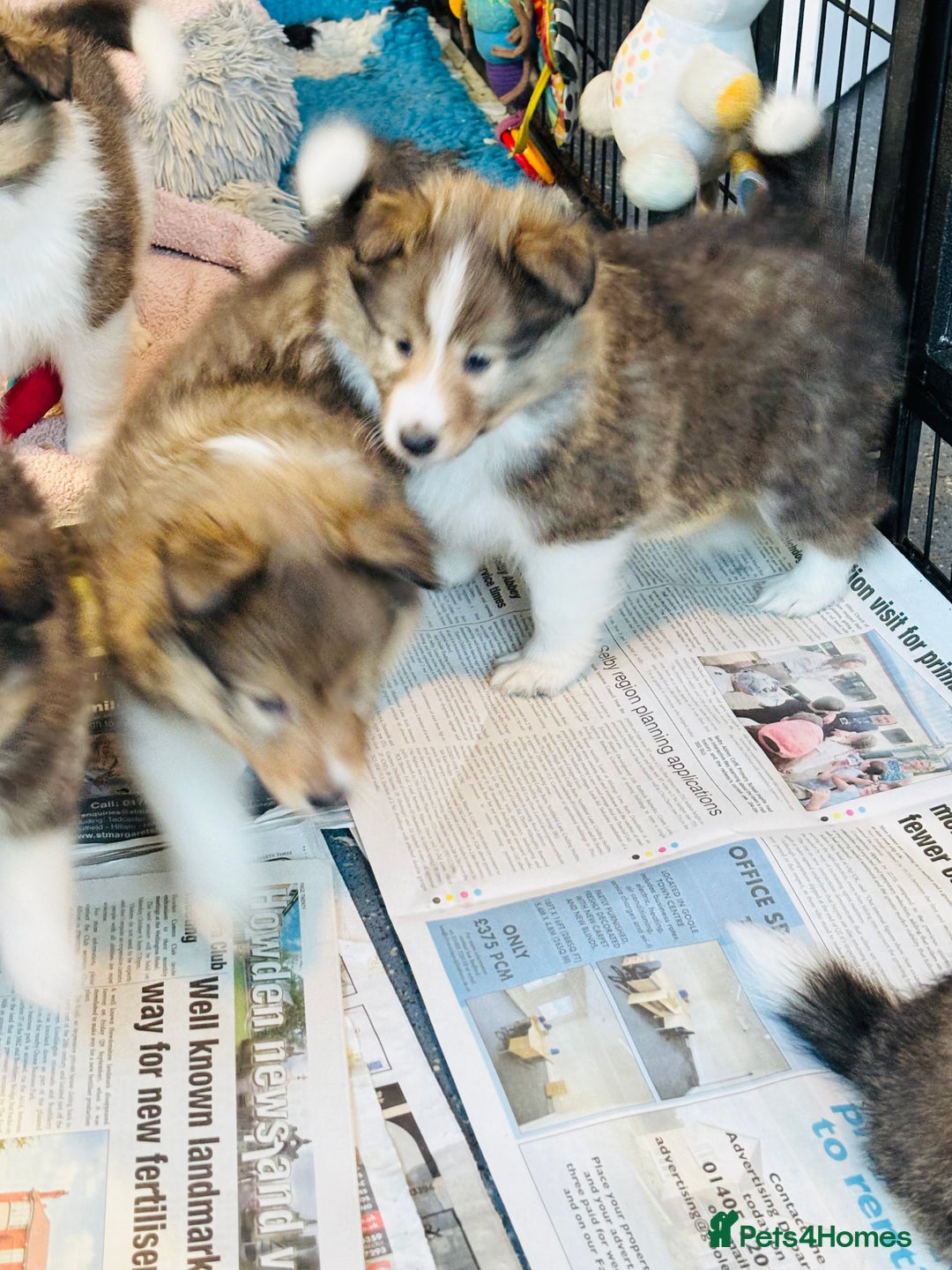 Shetland Sheepdog dogs for sale: Beautiful sable Shetland sheepdog puppies  - Advert 14