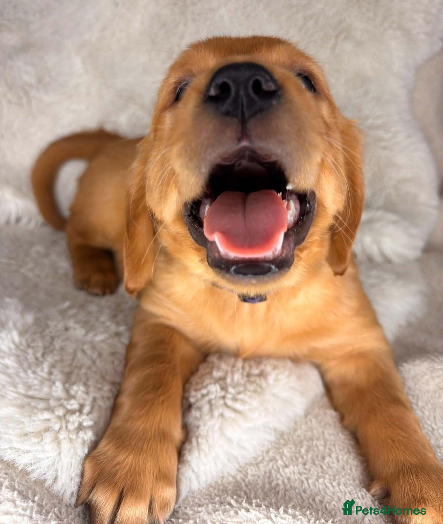 Golden Retriever dogs Stunning KC registered dark puppies - last 1 boy  - Advert 1
