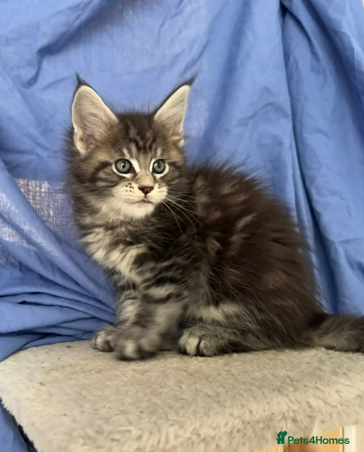 Maine Coon cats Maine Coon purebred kittens available  - Advert 1