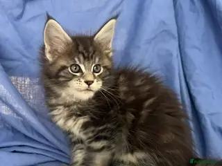Maine Coon cats Maine Coon purebred kittens available - Advert 1