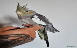 Cockatiels birds for sale: Young Cockatiels available - Image 1