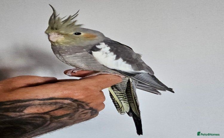 Cockatiels birds - Advert 1