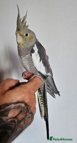 Cockatiels birds - Advert 3