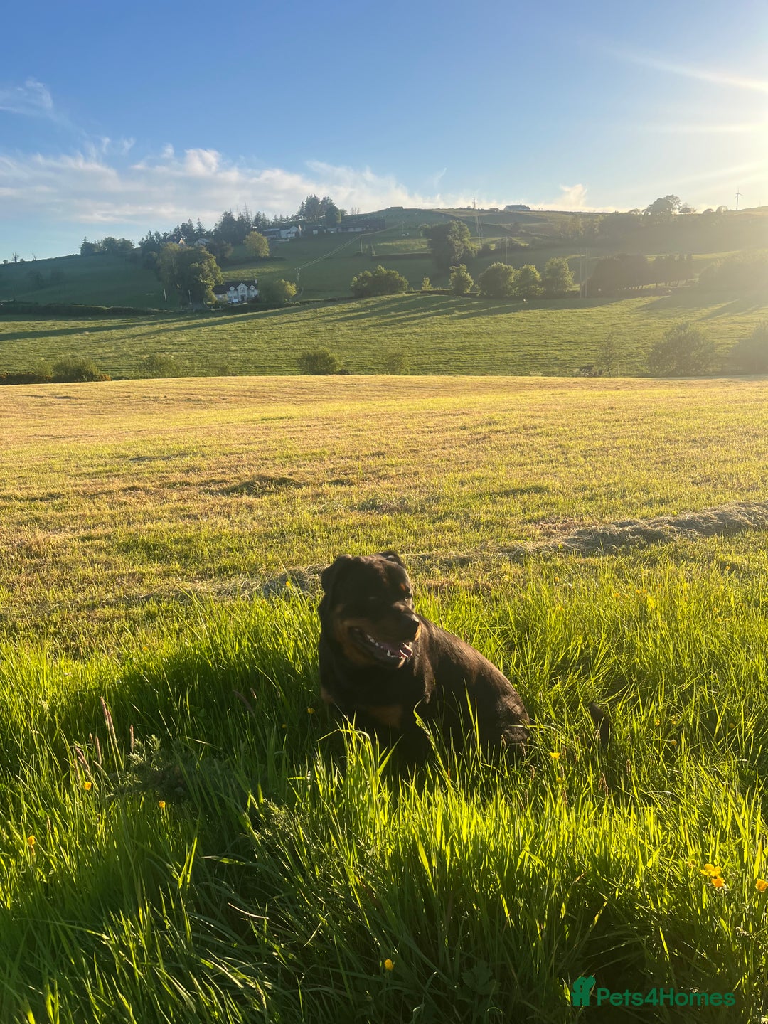 Rottweiler dogs for stud: Rottweiler for stud - Advert 4