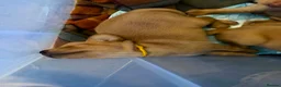 Labrador Retriever dogs for sale: Stunning Yellow & Fox Red Labrador Puppies- KC Reg - Advert 3