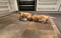 Labrador Retriever dogs for sale: Working Labrador Retriever puppies - Image 7