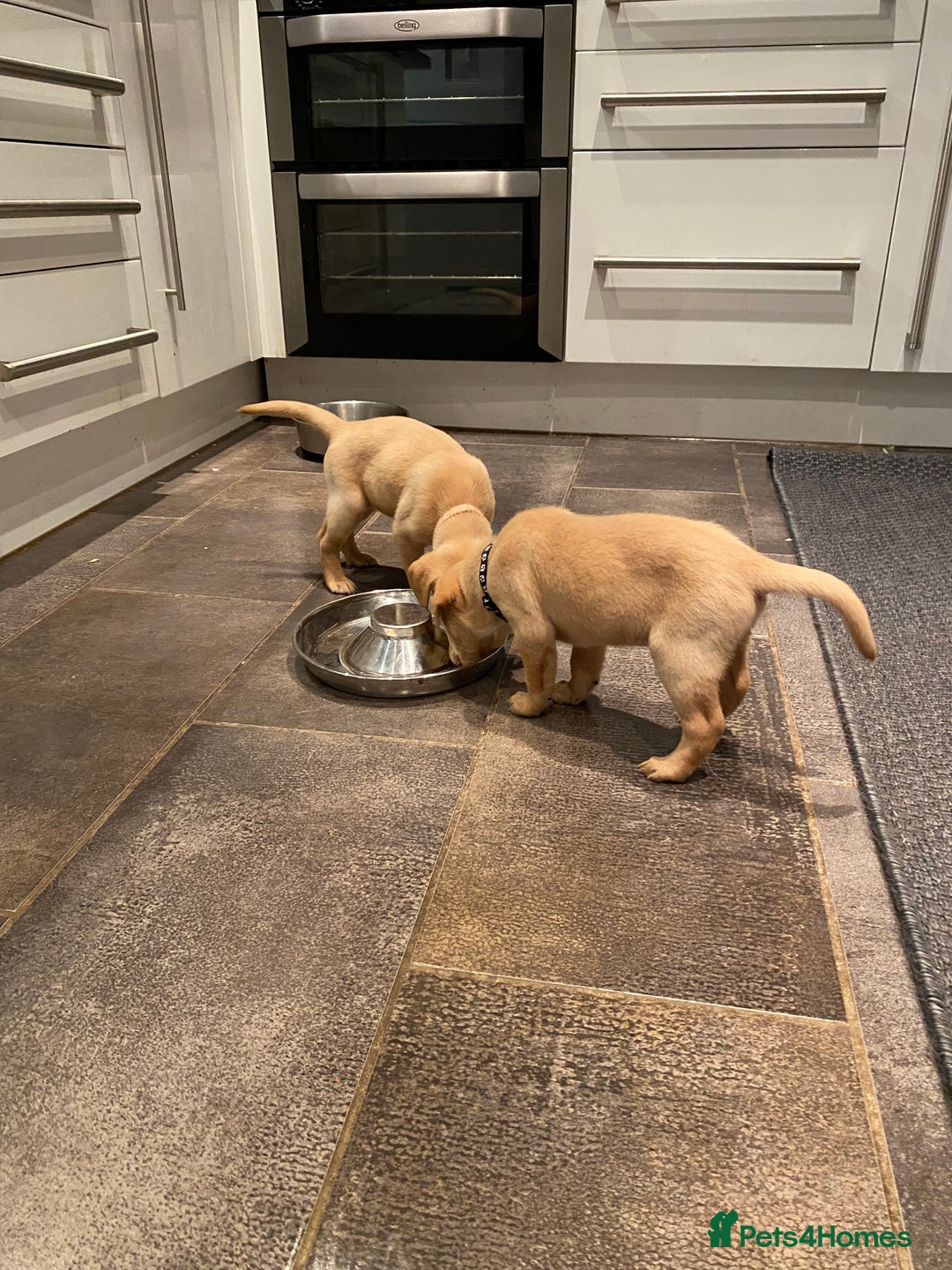 Labrador Retriever dogs for sale: Working Labrador Retriever puppies - Image 7