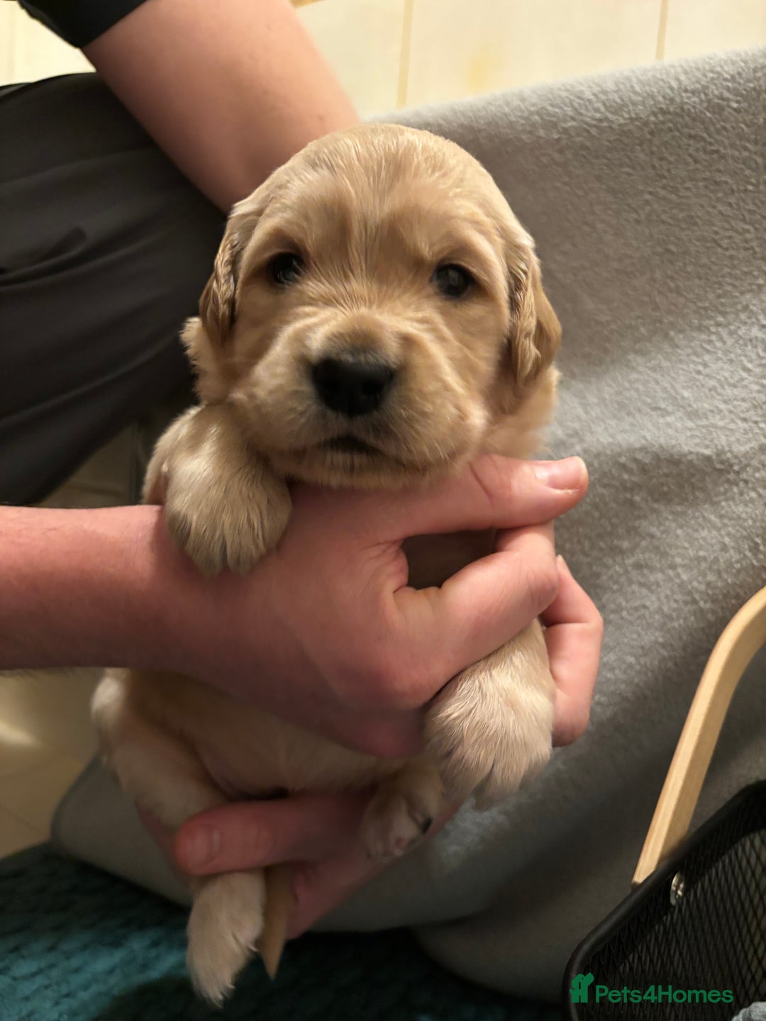 Golden Retriever dogs for sale: Golden Retriever Puppies for Sale - Advert 6