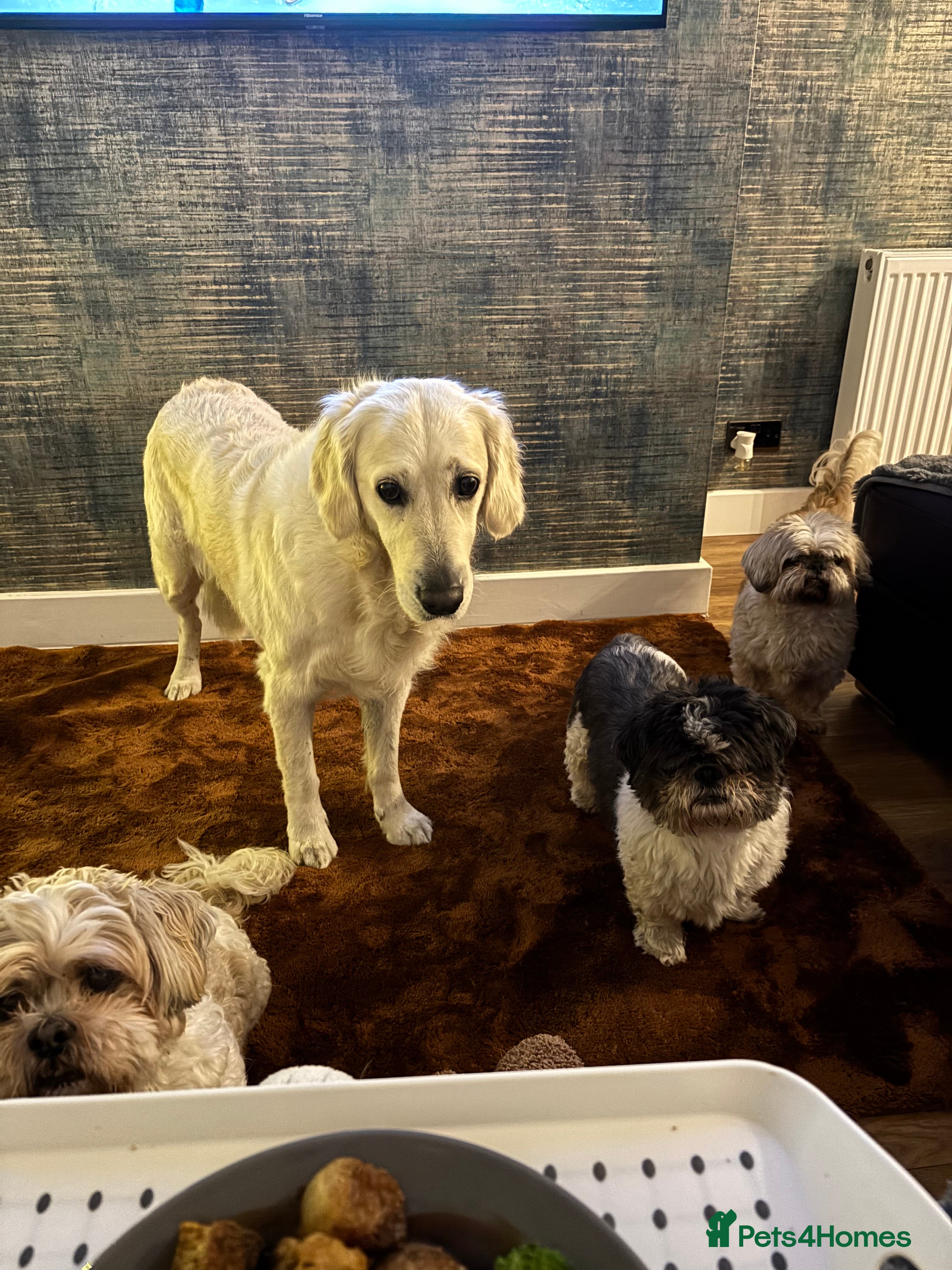 Shih Tzu dogs Shih Tzu (elderly) for rehoming - Advert 1