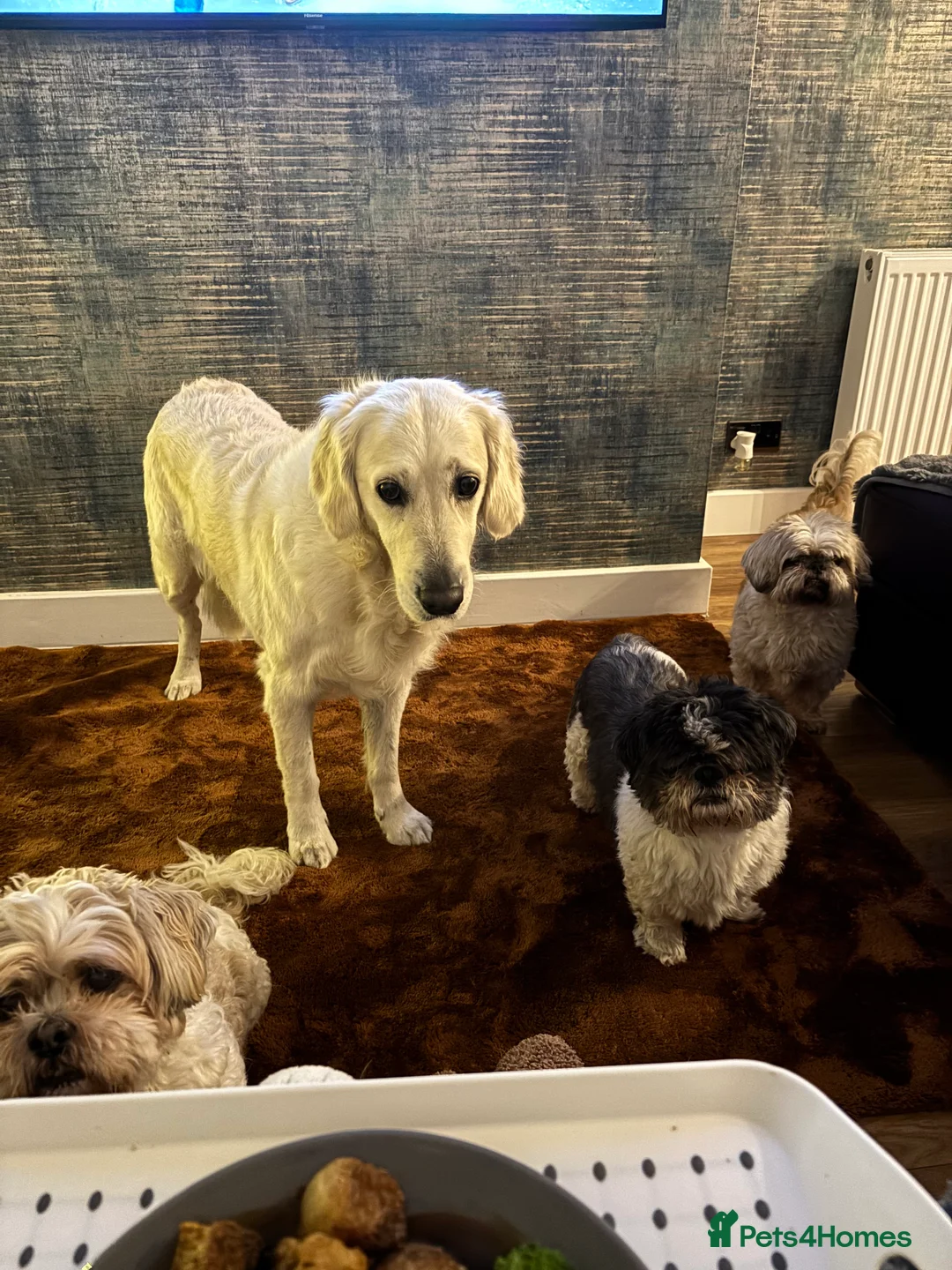 Shih Tzu dogs for sale: Shih Tzu (elderly) for rehoming - Advert 1