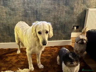 Shih Tzu dogs Shih Tzu (elderly) for rehoming - Advert 1