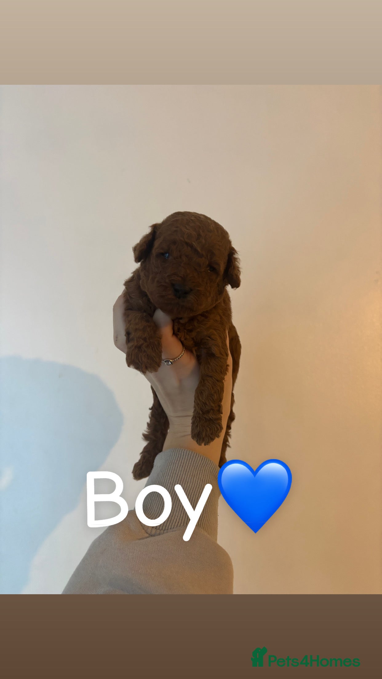 Toy Poodle dogs Toy Poodle Puppies  - Advert 6