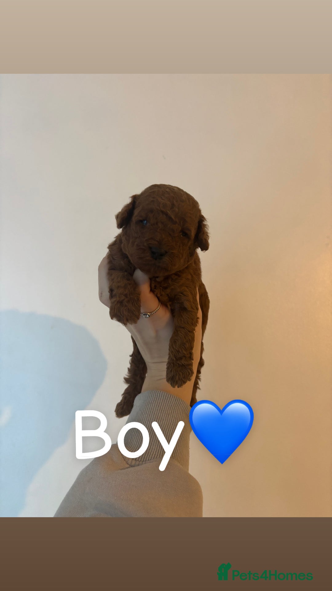 Toy Poodle dogs for sale: Toy Poodle Puppies  - Advert 1