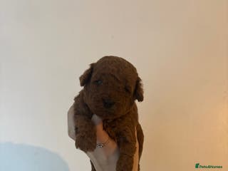 Toy Poodle dogs Toy Poodle Puppies - Advert 6