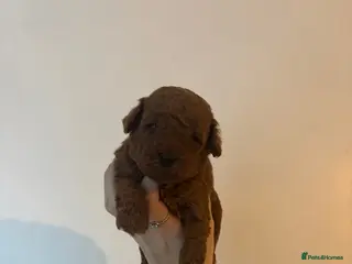 Toy Poodle dogs Toy Poodle Puppies - Advert 10