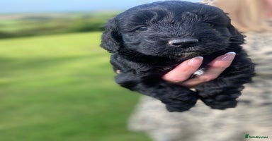 Cockapoo dogs - Advert 1