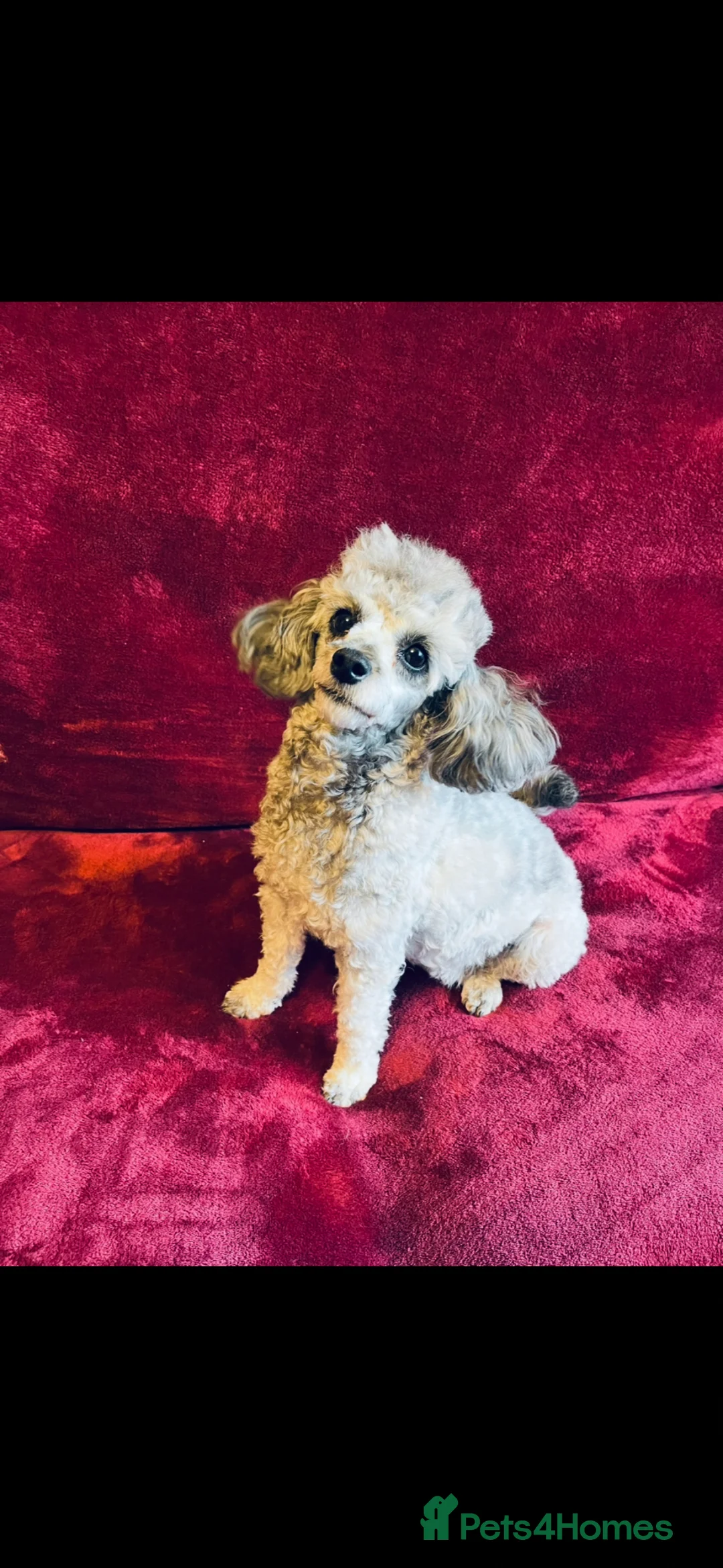 Toy Poodle dogs for sale: 🐩 extensively health tested Kc Toy poodle Puppies - Advert 6