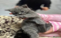 British Shorthair cats for sale: British short hair kittens looking forever home  - Image 3