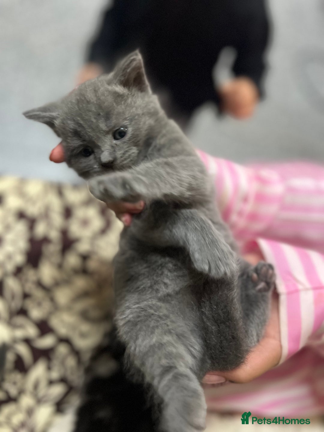 British Shorthair cats for sale: British short hair kittens looking forever home  - Image 3