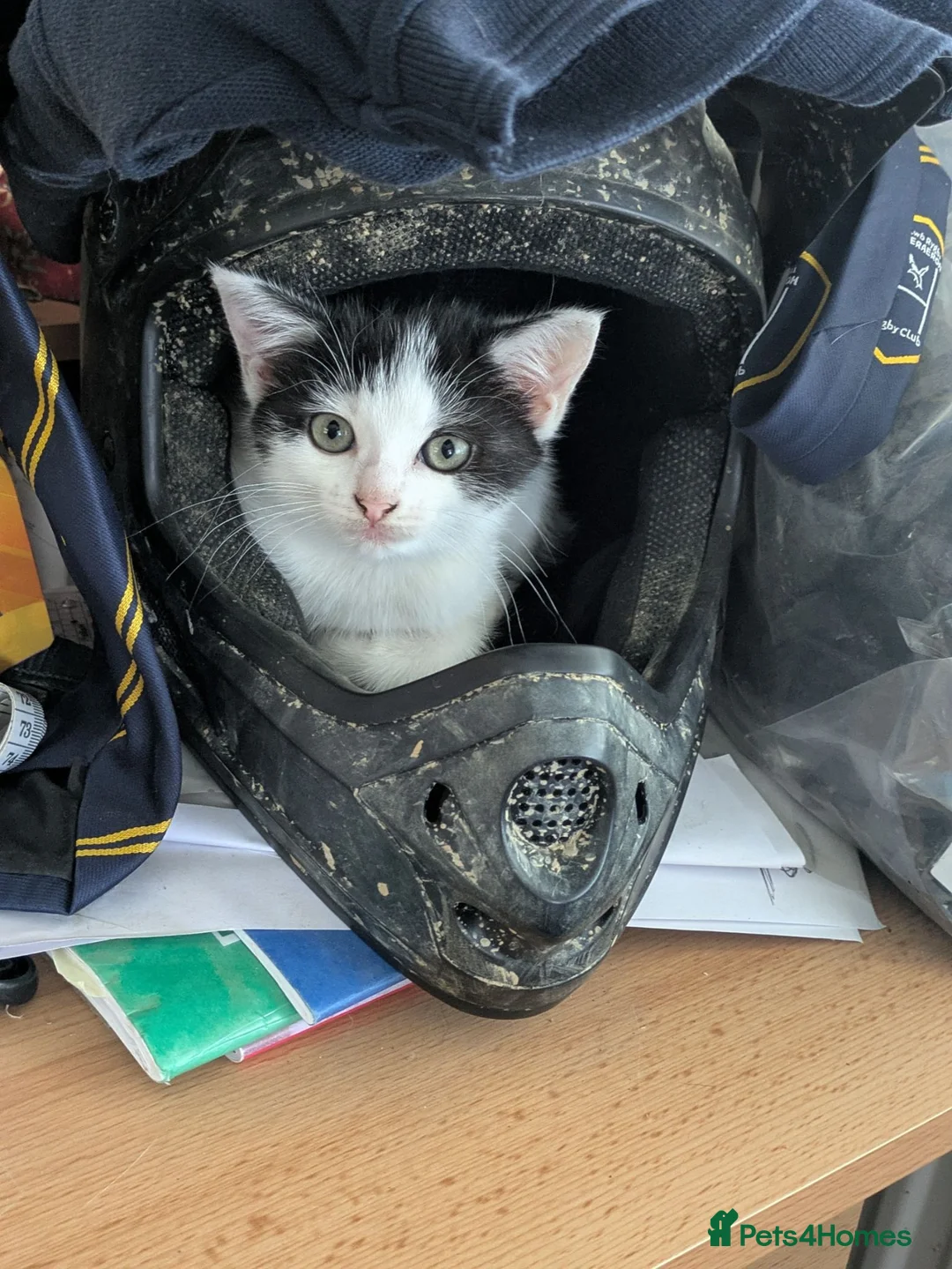 Mixed Breed cats for sale: Beautiful female kitten, ready now in Lampeter - Advert 3