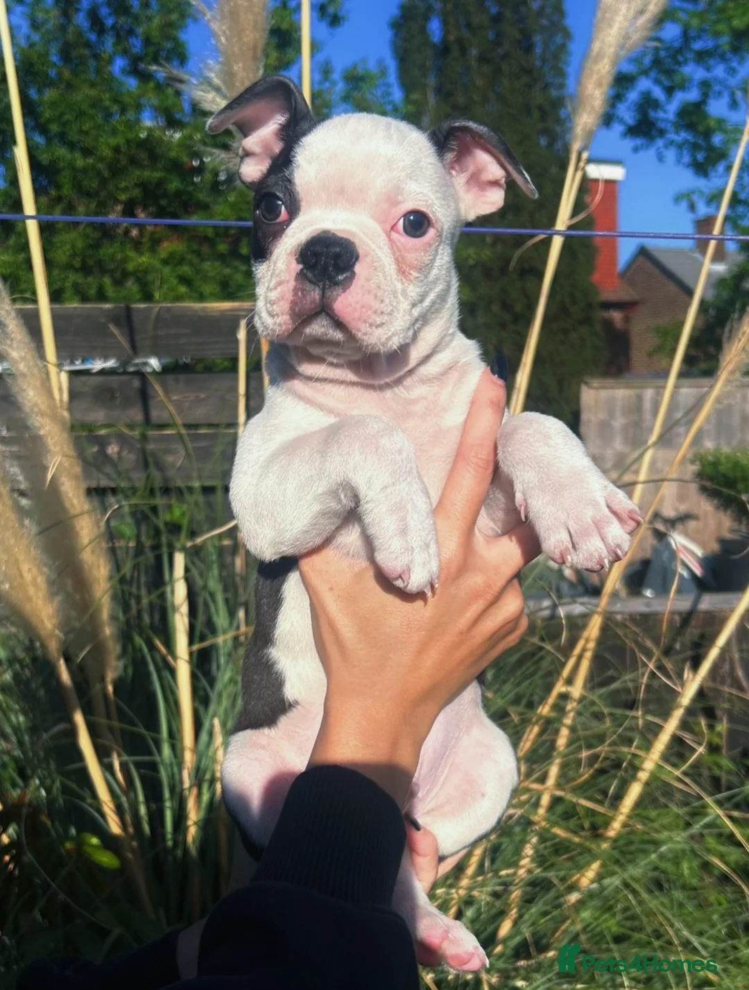 Boston Terrier dogs for sale: Last Boston pup left!!! Reduced  - Advert 1